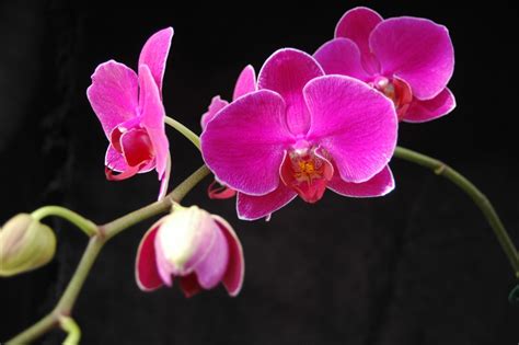 Exploring the Artistry of Phalaenopses Orchid Species